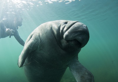 Enjoy the 31st Annual Manatee Festival