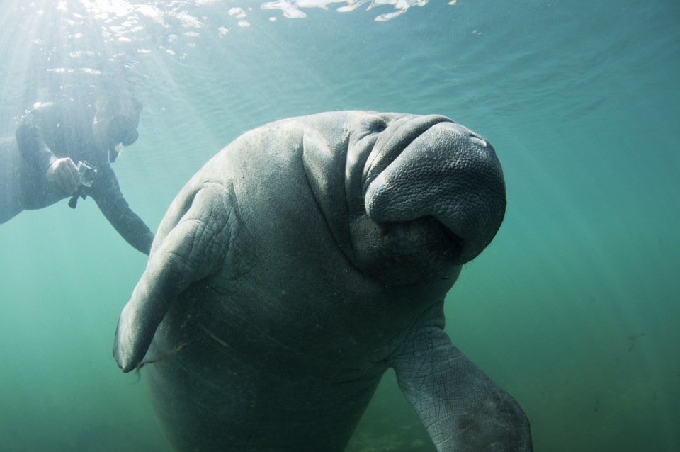 Enjoy the 31st Annual Manatee Festival