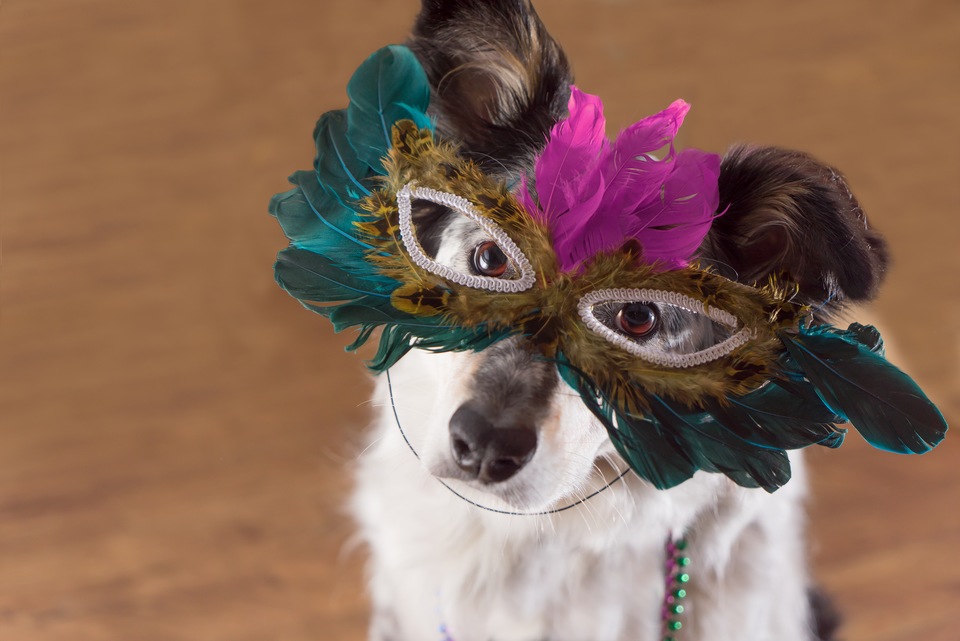 DeLand’s Annual Mardi Gras Dog Parade