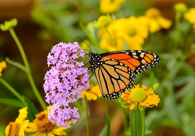 Our Guide to the 10th Annual Florida Wildflower and Garden Festival