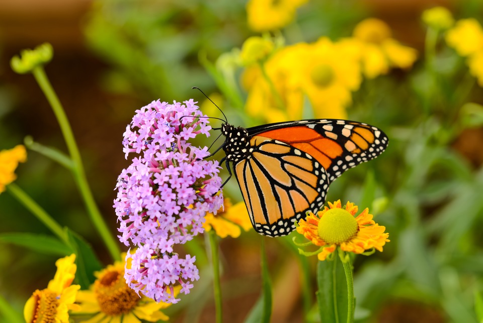 Our Guide to the 10th Annual Florida Wildflower and Garden Festival