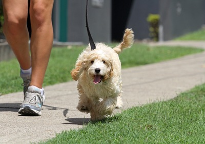 Fun for Fido: 5 Activities In and Around DeLand