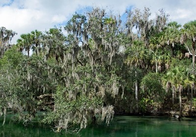 Inside DeLand’s Springs: An Enchanting Aquatic Experience