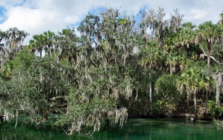 Inside DeLand’s Springs: An Enchanting Aquatic Experience